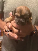 Male 2, a male Shorkie for sale in Mc Clure, PA – 1 of 3