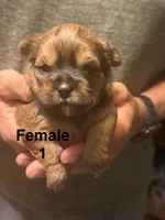 Female 1, a female Shorkie for sale in Mc Clure, PA – 2 of 3