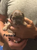 Female 2, a female Shorkie for sale in Mc Clure, PA – 3 of 4