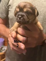 Male 2, a male Shorkie for sale in Mc Clure, PA – 2 of 3