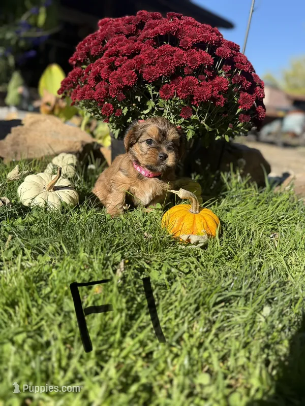 Female 1 – Shorkie puppy for sale in Mc Clure, PA
