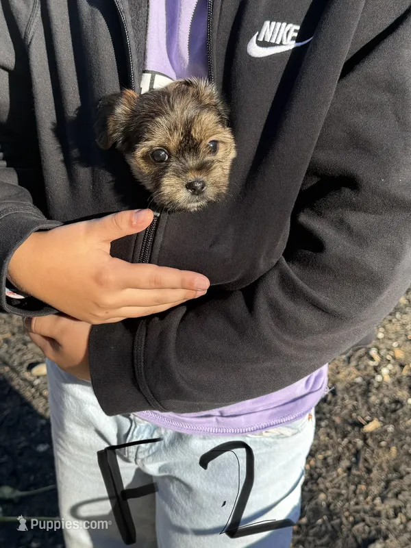 Female 2 – Shorkie puppy for sale in Mc Clure, PA