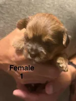 Female 1, a female Shorkie for sale in Mc Clure, PA – 3 of 3