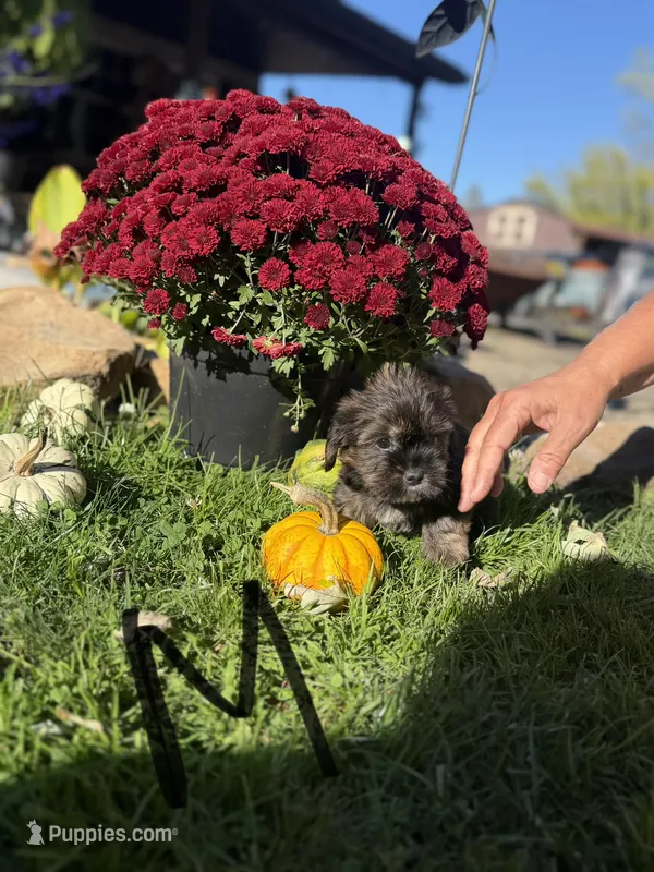 Male 1 – Shorkie puppy for sale in Mc Clure, PA