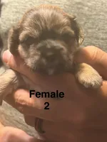 Female 2, a female Shorkie for sale in Mc Clure, PA – 4 of 4