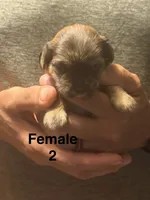 Female 2, a female Shorkie for sale in Mc Clure, PA – 2 of 4