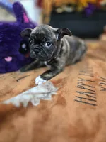 Claudia, a female Frenchton for sale in Landrum, SC – 2 of 4