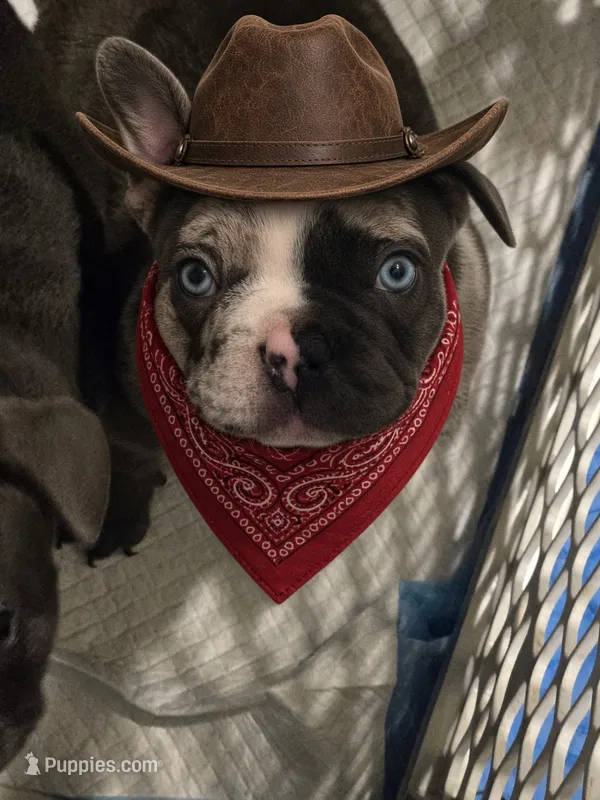 Romeo – French Bulldog puppy for sale in Landrum, SC