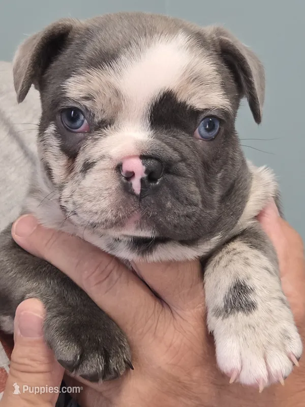 Romeo – French Bulldog puppy for sale in Landrum, SC
