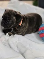 Claudia, a female Frenchton for sale in Landrum, SC – 4 of 4