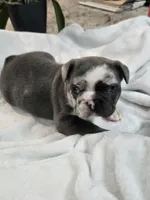 Romeo, a male French Bulldog for sale in Landrum, SC – 3 of 6