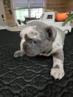Romeo, a male French Bulldog for sale in Landrum, SC – 2 of 6