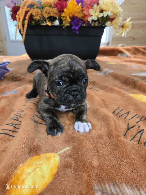 Claudia – Frenchton puppy for sale in Landrum, SC
