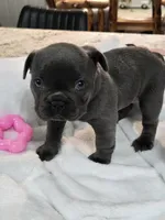 Eleven (El), a female French Bulldog for sale in Landrum, SC – 2 of 4