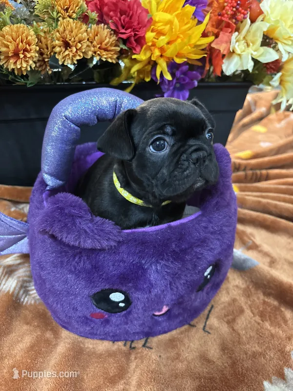 Helene – Frenchton puppy for sale in Landrum, SC