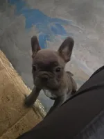 Gabriella (Gabby), a female Frenchton for sale in Landrum, SC – Photo 3 of 3