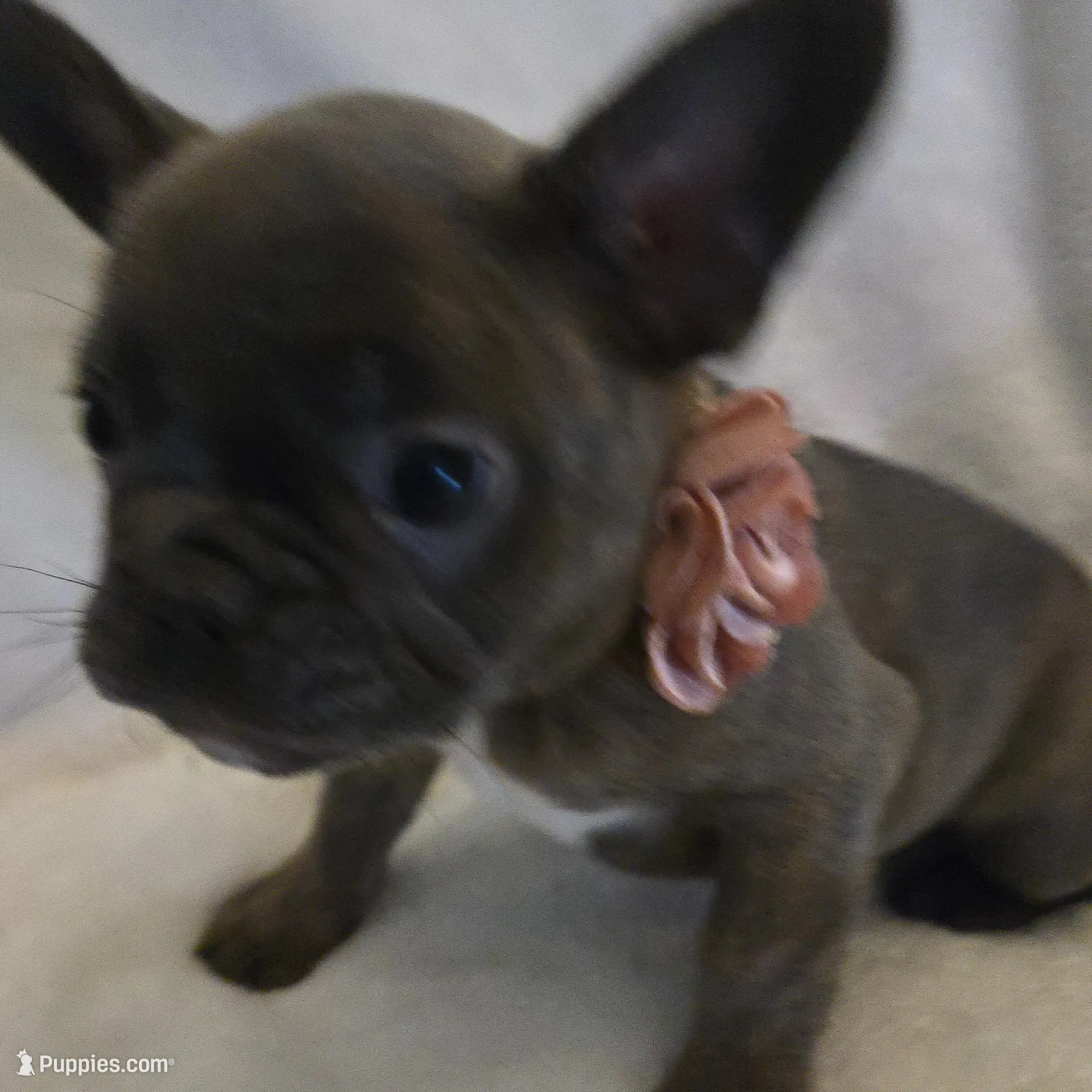 Gabriella (Gabby), a female Frenchton for sale in Landrum, SC – Photo 1 of 3
