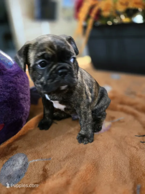 Dylan  – Frenchton puppy for sale in Landrum, SC