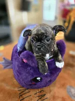 Claudia, a female Frenchton for sale in Landrum, SC – 3 of 4