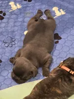 Eleven (El), a female French Bulldog for sale in Landrum, SC – 4 of 4
