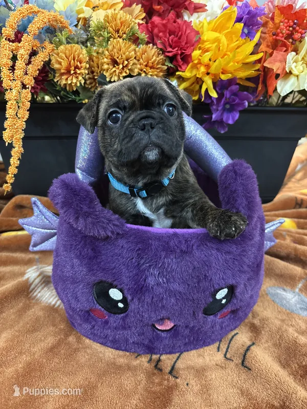 Dylan  – Frenchton puppy for sale in Landrum, SC