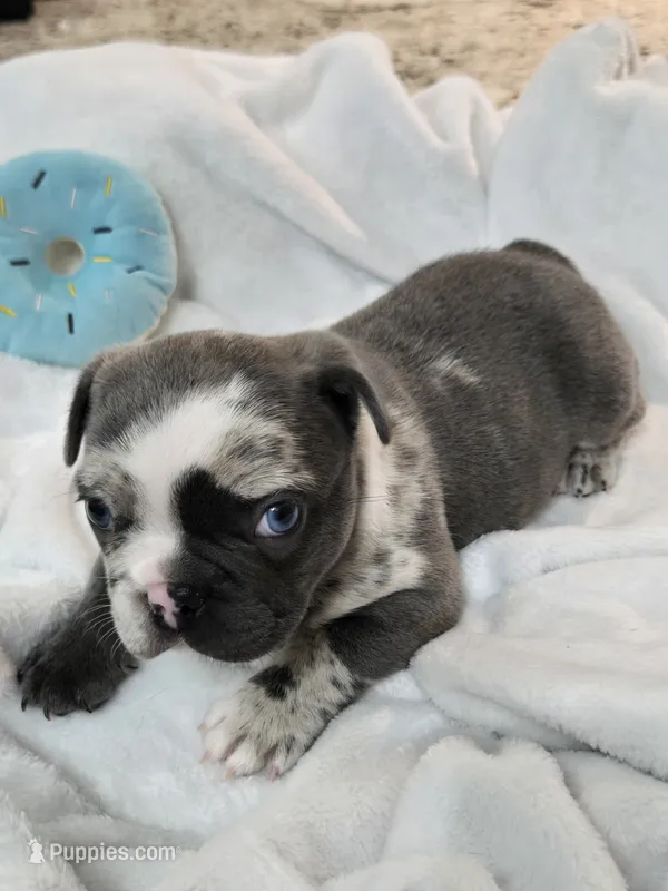 Romeo – French Bulldog puppy for sale in Landrum, SC