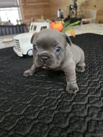 Eleven (El), a female French Bulldog for sale in Landrum, SC – 3 of 4