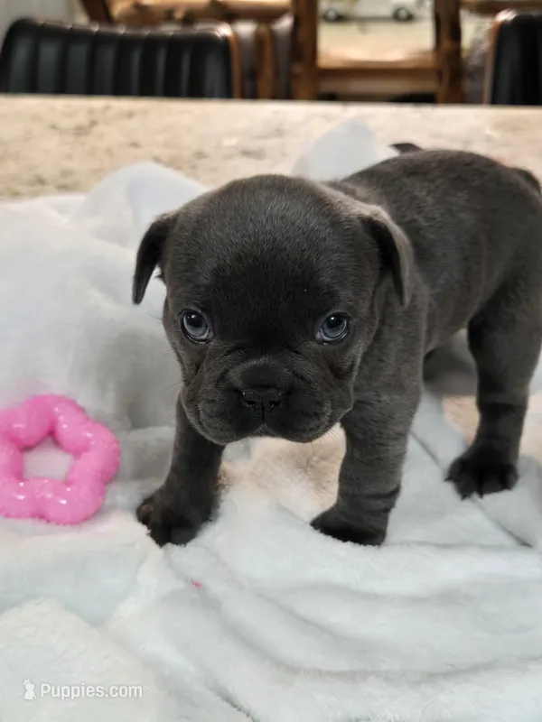 Eleven (El) – French Bulldog puppy for sale in Landrum, SC