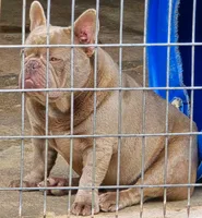 Romeo, a male French Bulldog for sale in Landrum, SC – 6 of 6