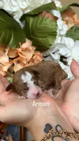 Armani, a male Poodle - Miniature  for sale in Porter, TX – 1 of 1