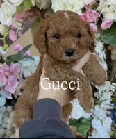 Gucci 🖤, a male Poodle - Miniature  for sale in Porter Heights, TX – Photo 5 of 10