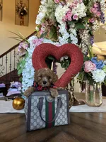 Gucci 🖤, a male Poodle - Miniature  for sale in Porter Heights, TX – Photo 4 of 10