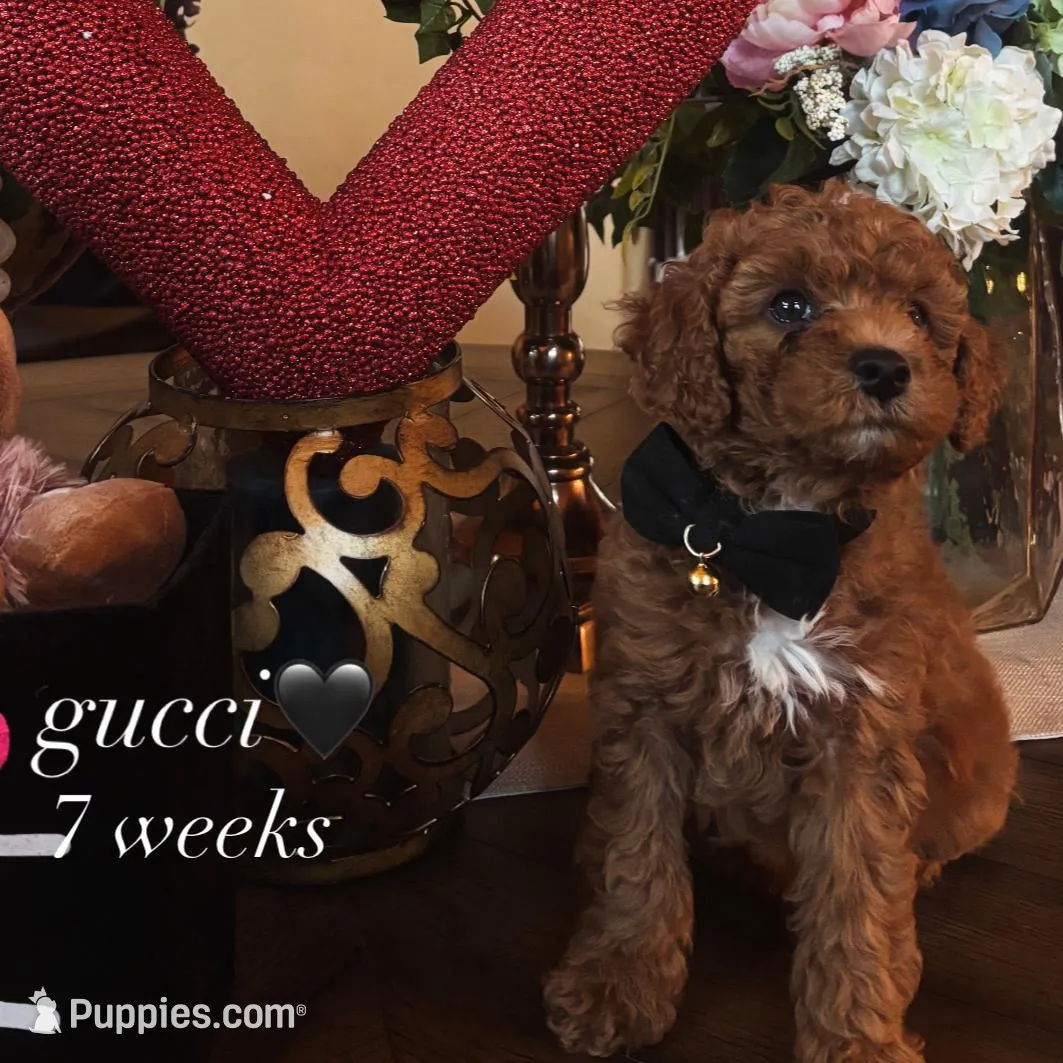 Gucci 🖤, a male Poodle - Miniature  for sale in Porter Heights, TX – Photo 6 of 10