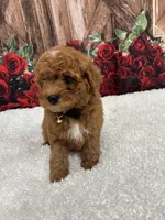 Gucci 🖤, a male Poodle - Miniature  for sale in Porter Heights, TX – Photo 2 of 10