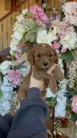 Gucci 🖤, a male Poodle - Miniature  for sale in Porter Heights, TX – Photo 10 of 10