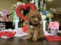 Gucci 🖤, a male Poodle - Miniature  for sale in Porter Heights, TX – Photo 3 of 10