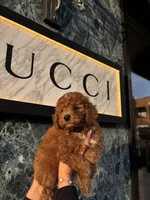 Gucci 🖤, a male Poodle - Miniature  for sale in Porter Heights, TX – Photo 1 of 10