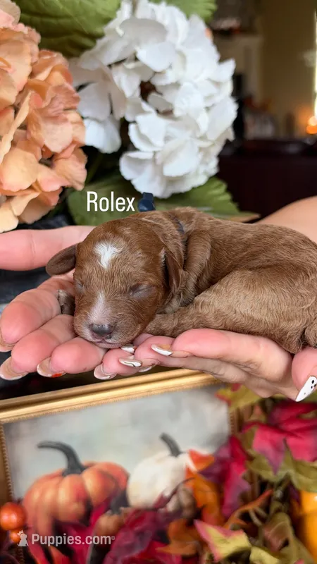 Rolex – Poodle - Miniature  puppy for sale in Porter, TX