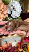 Rolex, a male Poodle - Miniature  for sale in Porter, TX – 1 of 1
