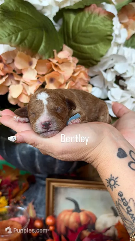 Bentley – Poodle - Miniature  puppy for sale in Porter, TX