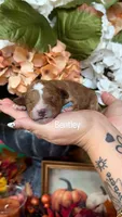 Bentley, a female Poodle - Miniature  for sale in Porter, TX – 1 of 1