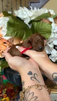 Valentina, a female Poodle - Miniature  for sale in Porter, TX – 1 of 1