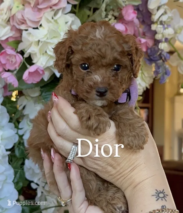 Dior 💜