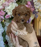 processed/c8b21b87-92bb-4715-9bd0-cf4dcd659d90/listing/68b3bf65-0ed3-487b-8223-540063787906/216d68ff-9a39-4b05-8567-28ccd064cce1