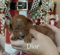 processed/c8b21b87-92bb-4715-9bd0-cf4dcd659d90/listing/68b3bf65-0ed3-487b-8223-540063787906/6fd7620c-cbd9-44df-a007-83d68b6b9322