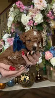 Fendi 💙, a male Poodle - Toy  for sale in Porter Heights, TX – Photo 5 of 10