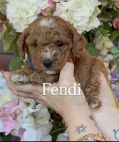 Fendi 💙, a male Poodle - Toy  for sale in Porter Heights, TX – Photo 4 of 10