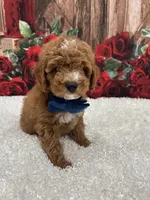 Fendi 💙, a male Poodle - Toy  for sale in Porter Heights, TX – Photo 1 of 10