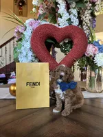 Fendi 💙, a male Poodle - Toy  for sale in Porter Heights, TX – Photo 3 of 10