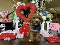 Fendi 💙, a male Poodle - Toy  for sale in Porter Heights, TX – Photo 2 of 10